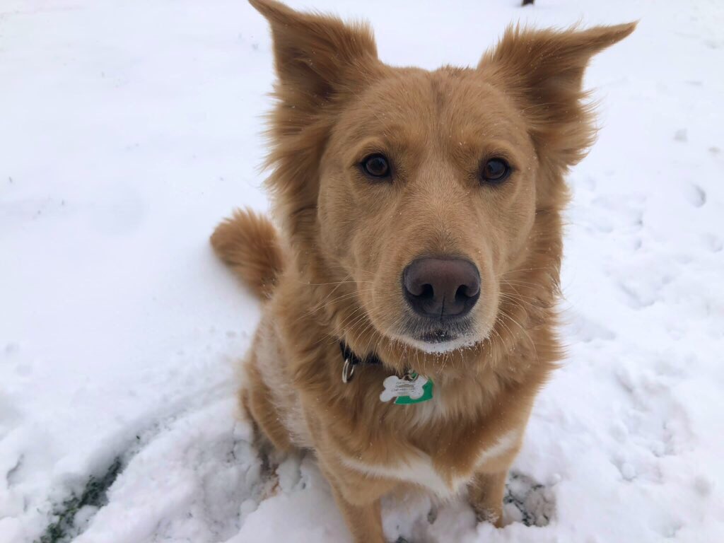 ChasingWithEcho's tweet image. Had to sit in the car for like awhile but the snows in Colorado made it all worth it. except i can’t find my one tennis ball I brought while playing in the snow soo i think it’s time for a treat