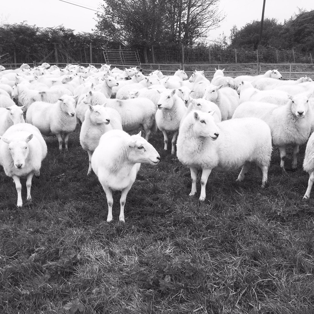 VSSufficiency's tweet photo. Ewes gathered in for dosing and sorting before the tups go in on Saturday #tupping2019 #welshmountainsheep #welshsheep #performancerecorded #signetrecorded #hillramscheme https://t.co/rDtCrdAa1v