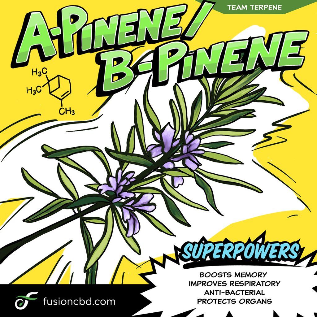 FusionCbd's tweet image. Meet Fusion CBD’s Team Terpene hero, A-Pinene/B-Pinene. This terp is found in pines and rosemary and has a superpower that inhibits the breakdown of specific enzymes. This terpene may aid memory abilities. #alphapinene #betapinene  #terpenes #terps #fusioncbd #fusionfam #cbd