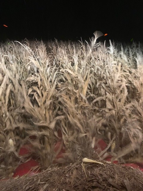 ArmorSeed's tweet photo. Right down in the middle of a night harvest of #Armor1447 last week on Jerry Holloway in Mayfield, Kentucky. #Harvest19 rolls! #ArmorCorn #startstrong https://t.co/Rv9iWMgk3Z