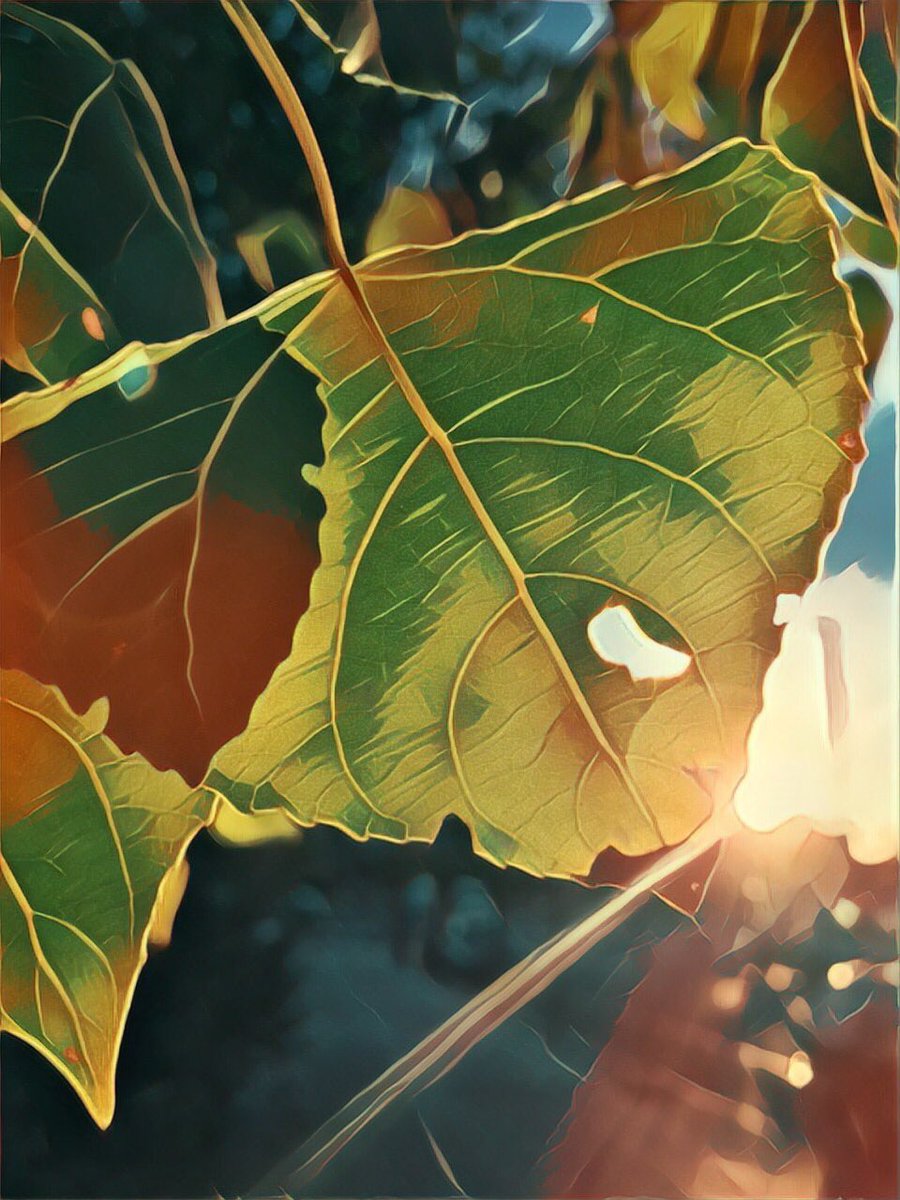 Chipsinchop's tweet photo. #otoño #fall #sared #photography “Cambiar las hojas sin perder las raíces” https://t.co/M8fNrHQQnB