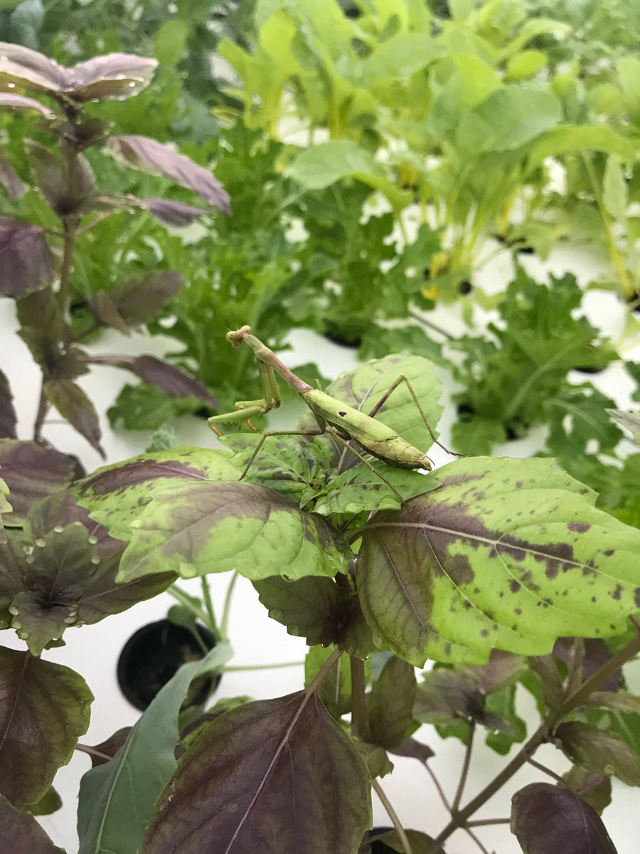 Mantis camouflaging with purple basil! 👀💜💚
#mantis #prayingmantis #camo #camouflage #purplebasil #basil #aquaponics #greenhouse #allnatural #ecofriendly #farming