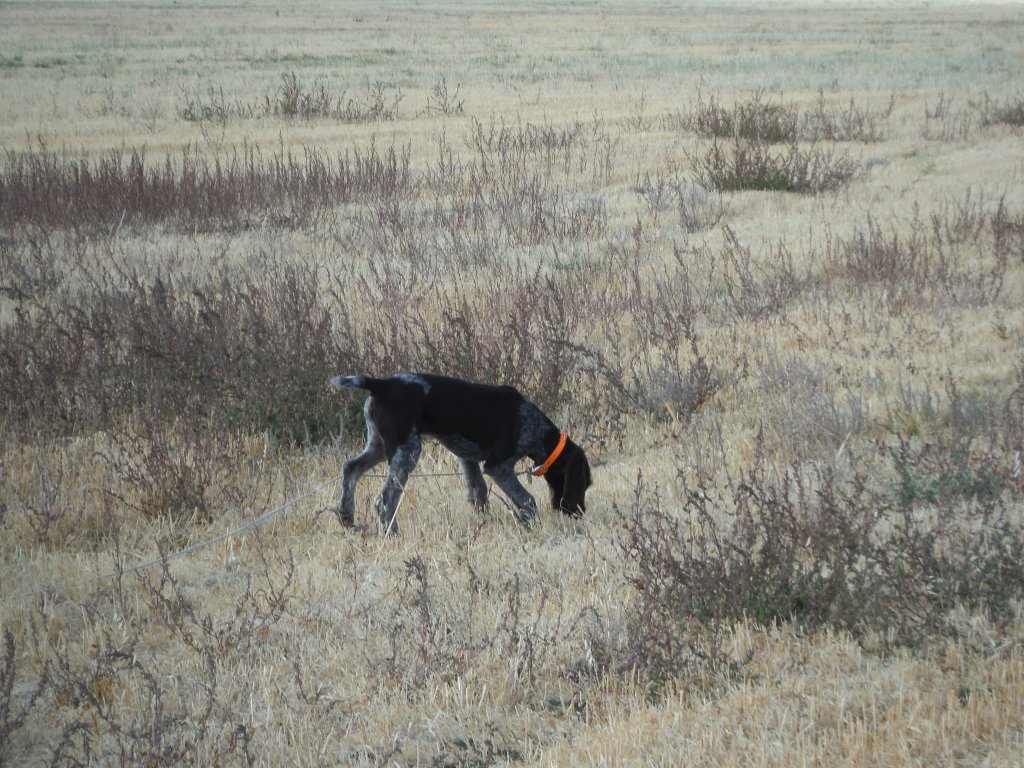 Bang! Fetch! Gulp! scottlindenoutdoors.com/2019/10/10/ban…