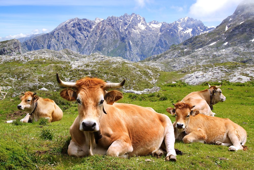 <a href="/SonyEspana/">Sony España</a> No lo dudéis!! <a href="/sonyespana/">Sony España</a>👍
Y ya que hablamos de #Cantabria, aquí unos ejemplos.😍
Pero es que @TwitterEspana no nos deja subir más de 4 #fotografías😉
<a href="/cant_infinita/">Cantabria Infinita</a> <a href="/RevillaMiguelA/">Miguel Ángel Revilla</a> 
#Santillana #Cartes #Potes #PicosDeEuropa
#AutumnInSpain