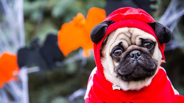 9NEWS's tweet photo. Fright Fest Pet Parade at @ElitchGardens: #9Things to do in Colorado this weekend https://t.co/PvF2HmbTud https://t.co/ZMIgdNxNLL