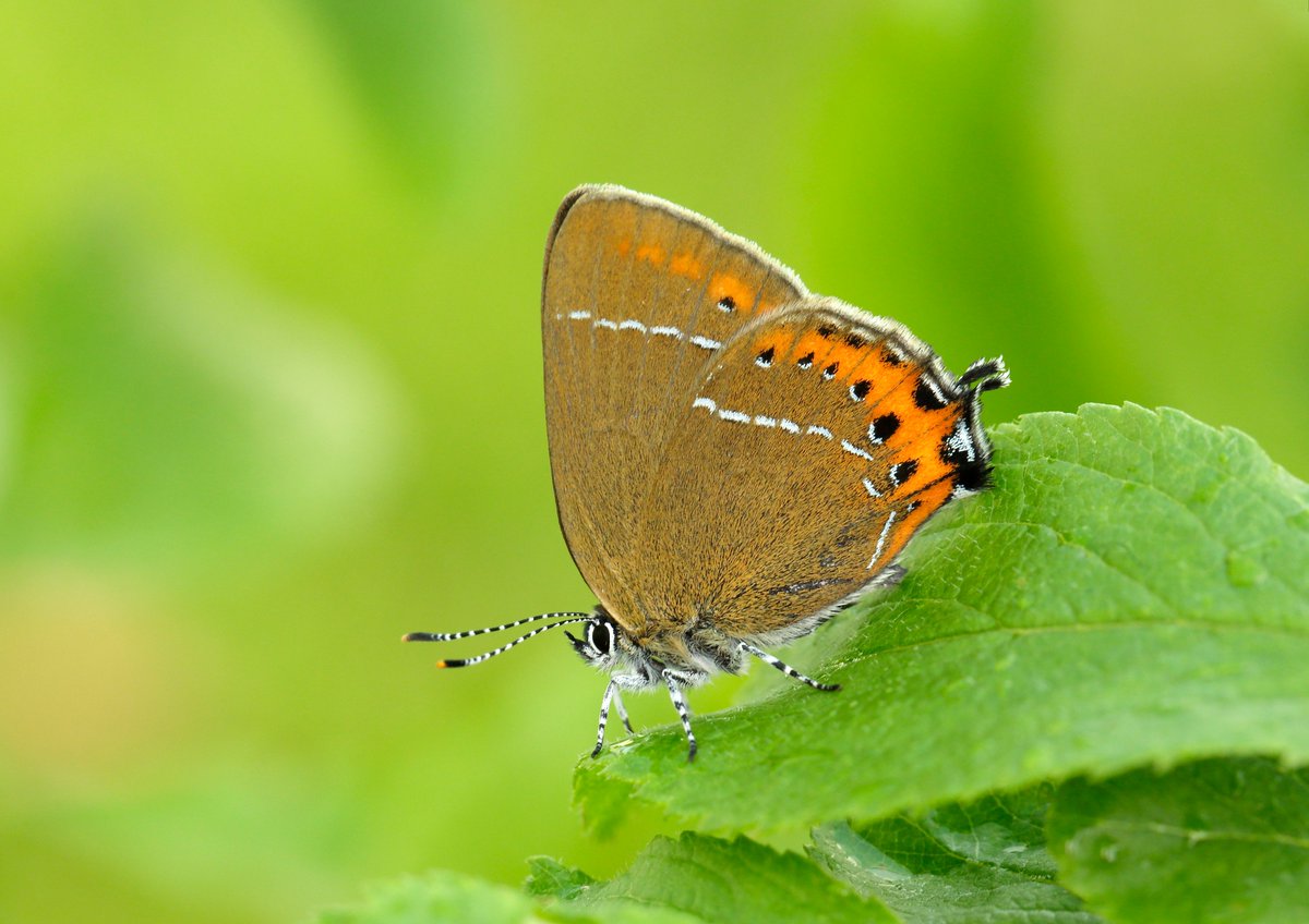 The full statistics of how butterfly populations fared in 2018 are now available from the UK Butterfly Monitoring Scheme. Download the 28-page report here ukbms.org/reportsAndPubl… 
@savebutterflies @CEHScienceNews @_BTO @JNCC_UK 
Pic Iain Leach