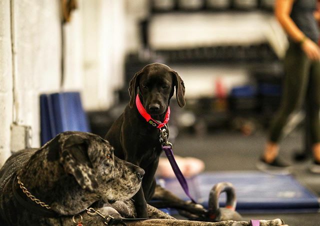 CFHierarchy's tweet photo. Sideline support. 
#woddogs #mood #crossfitfam #support #community #dc #getfit #showup #workhard #gainz #muscles #skills #liftinglife #strongereveryday #togetherwerise #crossfithierarchy https://t.co/mTcv2iMKoj