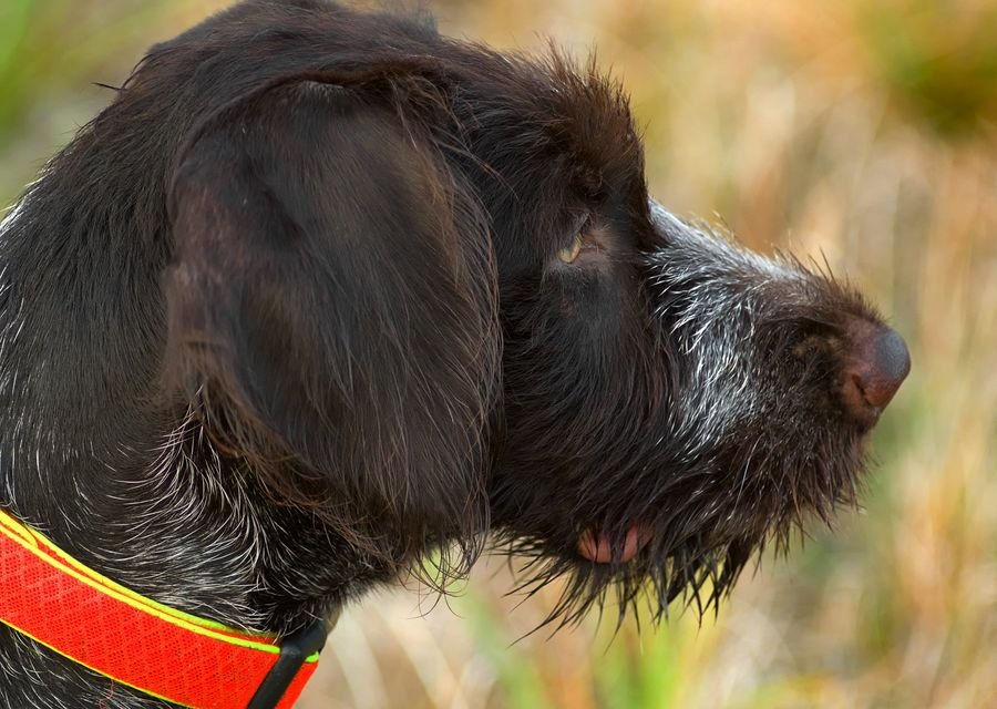 DK_Donna's tweet photo. https://t.co/HOm7AFVJ38 Da ist aktuell meine Deutsch-Drahthaar-WelpIN “Agatha”. 6 Monate, immer noch in Herrchens Dauerhundeschule und quicklebendig ... https://t.co/4Gkt6qTE0u