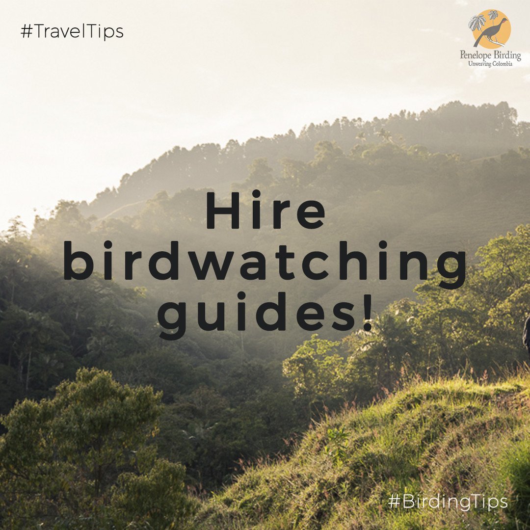 PenelopeBirding's tweet photo. With almost 2 thousand species of birds, #birdwatching in #Colombia is a challenge, so being in the company of an expert guide (like us😉) will help you improve your skills from the beginning and make the most of your bird watching experience.

#TravelTips #BirdingTips #Tourism https://t.co/RhYiSFL14h