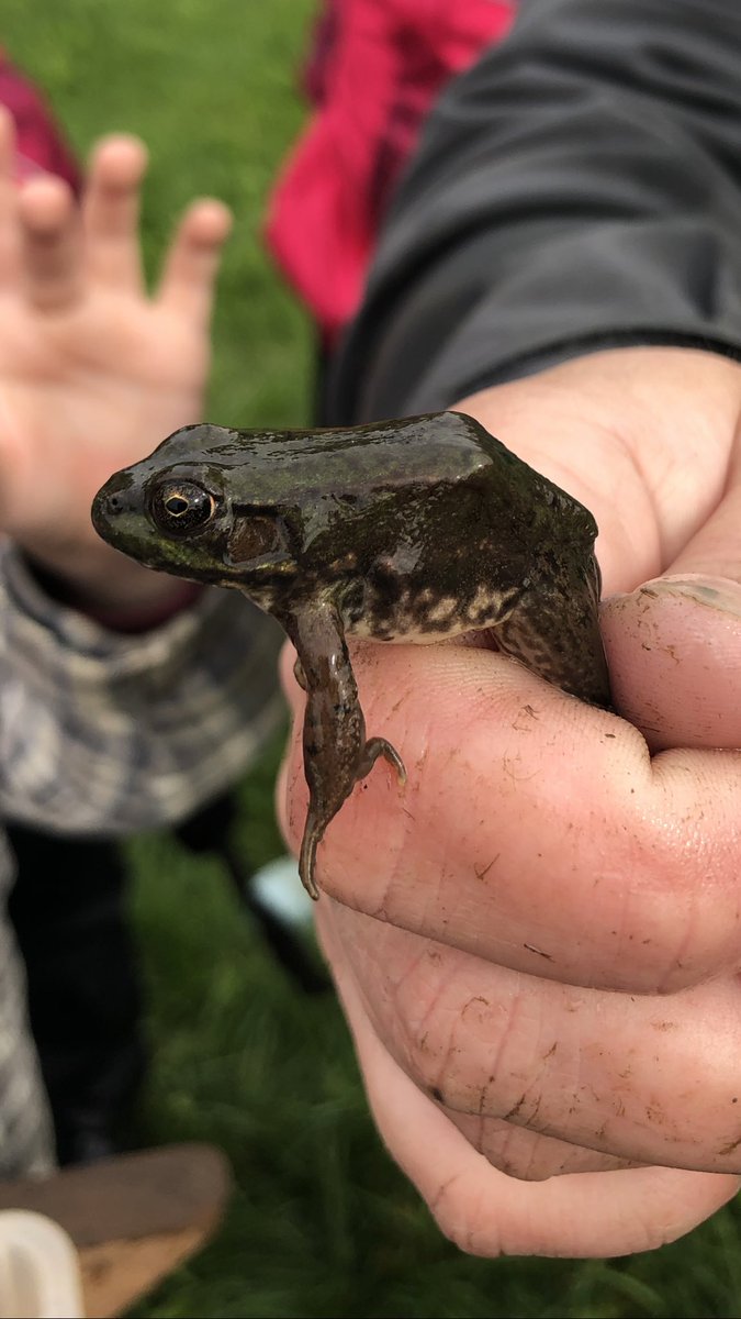 CDufort5's tweet photo. The grade 2’s went to explore at Muddy Boots.The students did some « critter dipping » with the guidance of Sam Brewster from Ducks Unlimited. The students were wet and muddy and what a GREAT morning! Fun!@ @takemeoutside, @FES_NB, @ASDWLimelight ,@AtlanticDucks https://t.co/2NEJMsNqw6