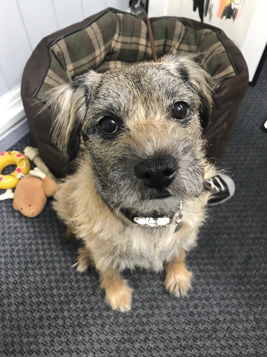 yojibridges's tweet photo. Hard snoozing office dog today. #workingdoggo #btposse https://t.co/Ht3rFeNdNe