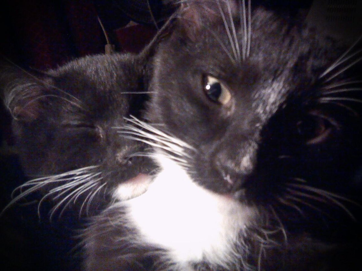 AbbieTolbert's tweet photo. @MorrisApproved sweepstakes entry. This is Chunky and Squeaky. Brothers who were abandon when they were around 6 weeks old, in an empty lot. (3 months here) Both were not in good shape. But a lot of tender loving care and a year later are healthy and happy. And very big boys. https://t.co/762OwgUSTe