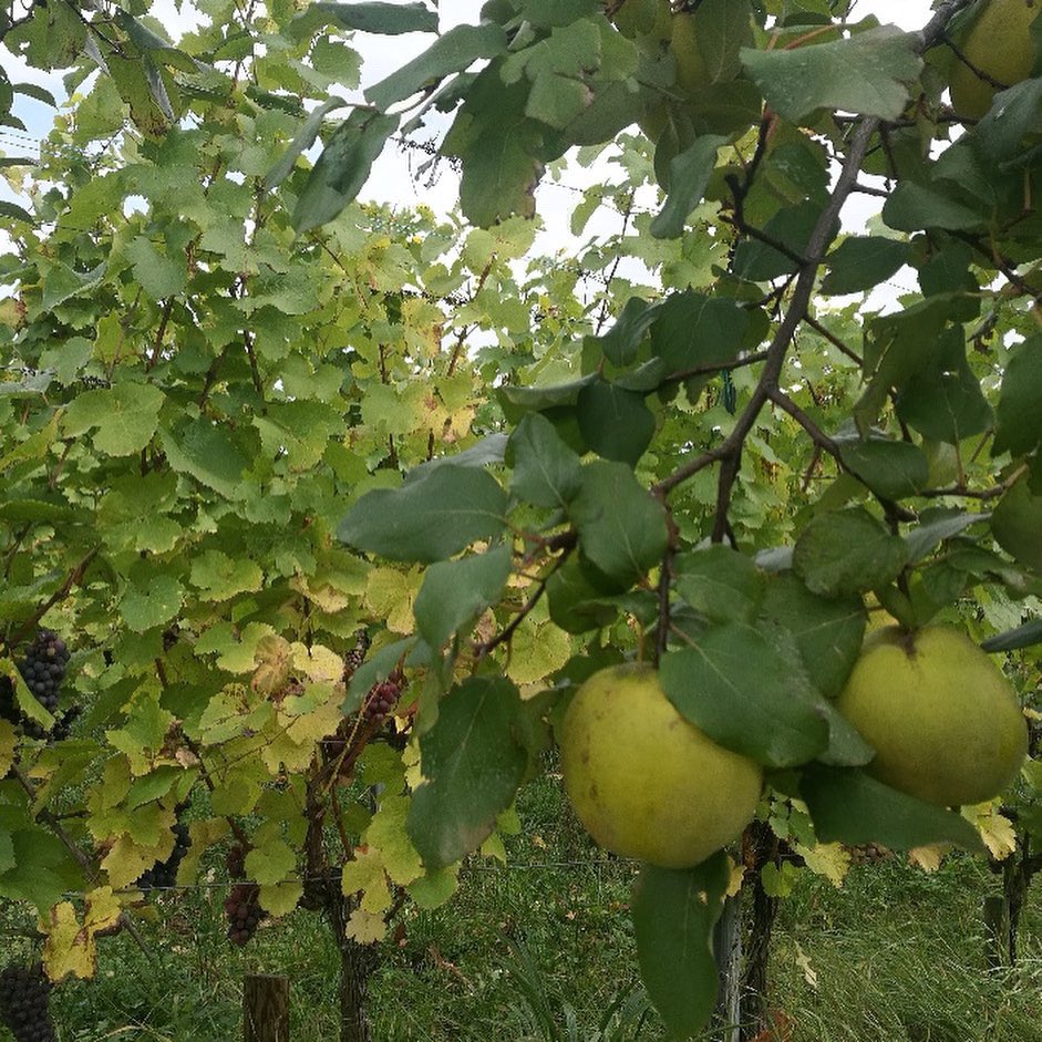 domainedeiss's tweet photo. Après midi parfaite pour récolter les beaux raisins de Berckem, cette parcelle en #agroforesterie, notre jardin d’Eden 🍇💛🐞🌱🐝🌳#complantation #Biodynamie #Vendanges2019 🌤☀️🍇 https://t.co/JZNCHsfHs7