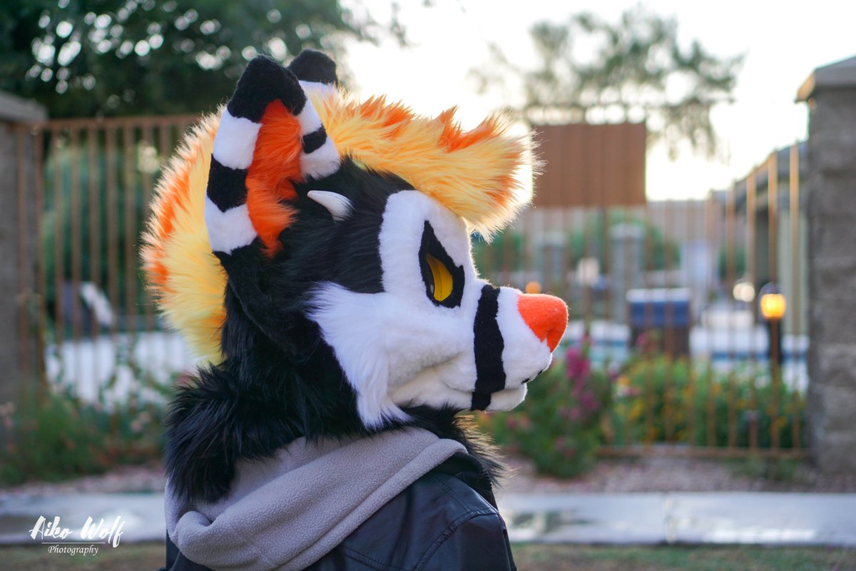 SkyeCabbit's tweet image. Hallow the Demon Dog is up for sale! You can find him on the Dealer's den!
He comes as a partial.
Suit was made on our specialized lightweight foam head bases and has a moving jaw! 
thedealersden.com/listing/hallow…

Get him in time for halloween!!!!