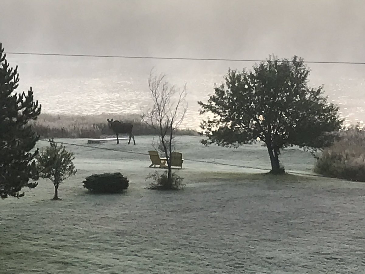 Cache172's tweet image. There are 2 moose in the first picture. Hard to see but they’re there! #moose #frostymorn #fall #sunrise #foggy