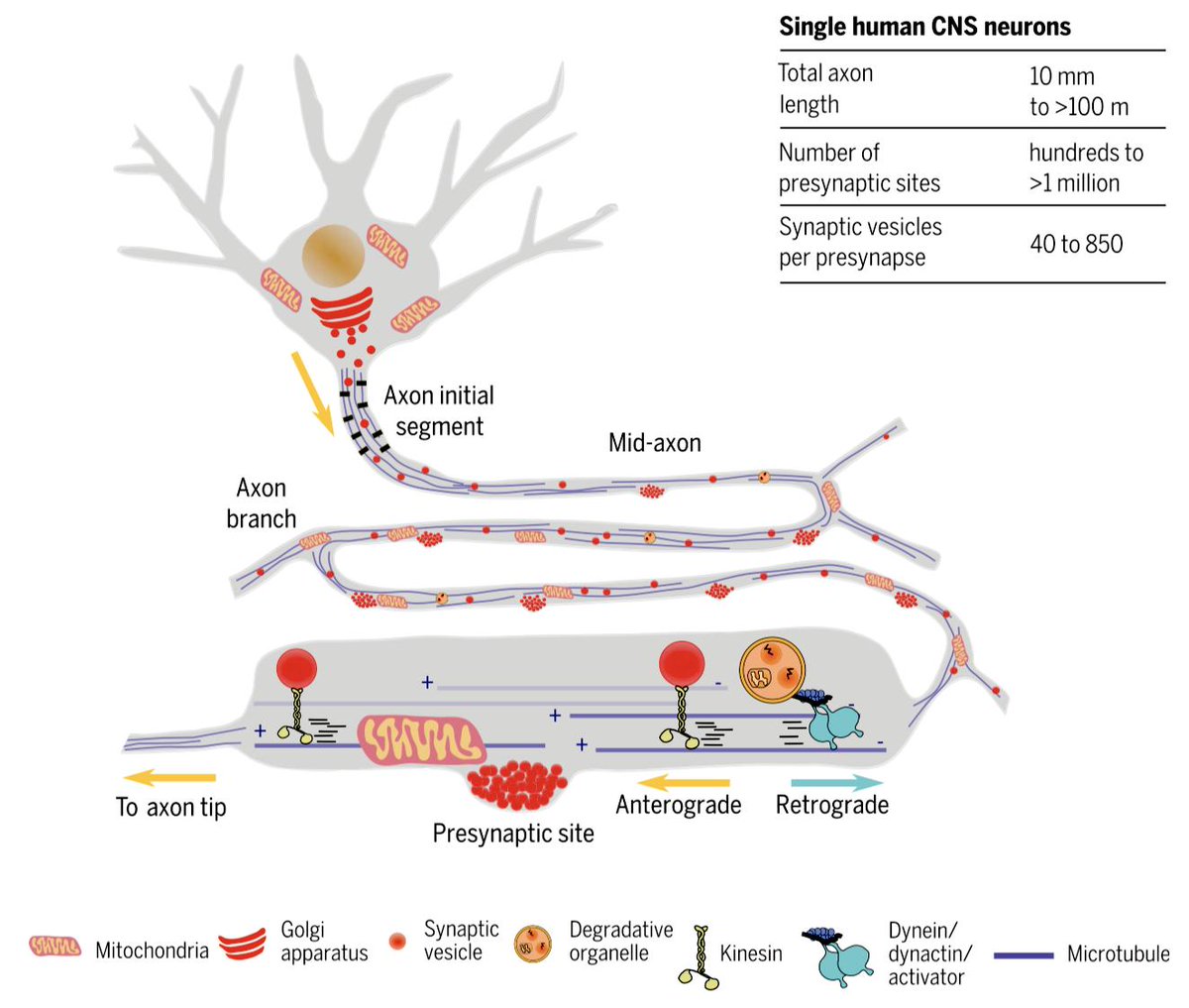 christlet's tweet image. A comprehensive review: current knowledge and open questions about axonal transport, by @PGuedes_Dias and @ErikaHolzbaur science.sciencemag.org/content/366/64…