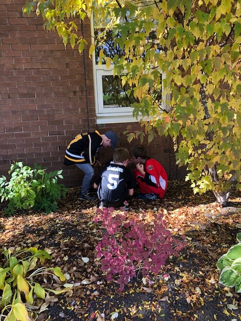 StLeonardOCSB's tweet photo. Thank you to our grade 1 students and our volunteers for planting tulips today. https://t.co/GT0ZQfyZ3S
