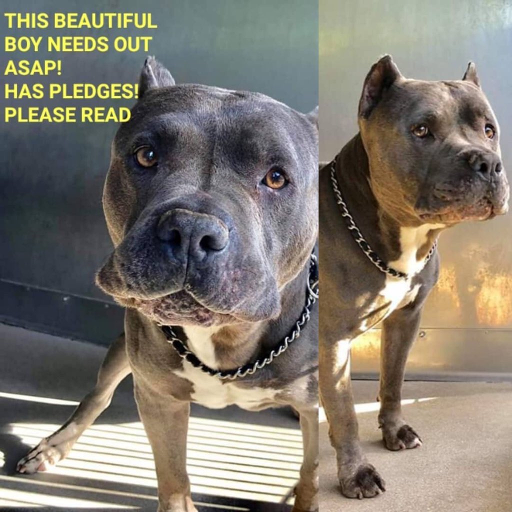 MoishesMom's tweet photo. 🆘️🚨👇🏻Dodger is 3 yrs old &amp; faces 💉 at #San #Bernardino #CA. He’s so traumatized he’s lost 9 lbs 😖☹️He needs a 🦸‍♂️ Visit him at: #San #Bernardino #AS #San #Bernardino #CALIFORNIA No Link Put in #ID 2 find
#A527768 Call (909)-384-1304 🆘️🚨 #PibbleOnDeathRow #retweet 🥰🙏👇🏻🥰 https://t.co/kHRVLXmyPH