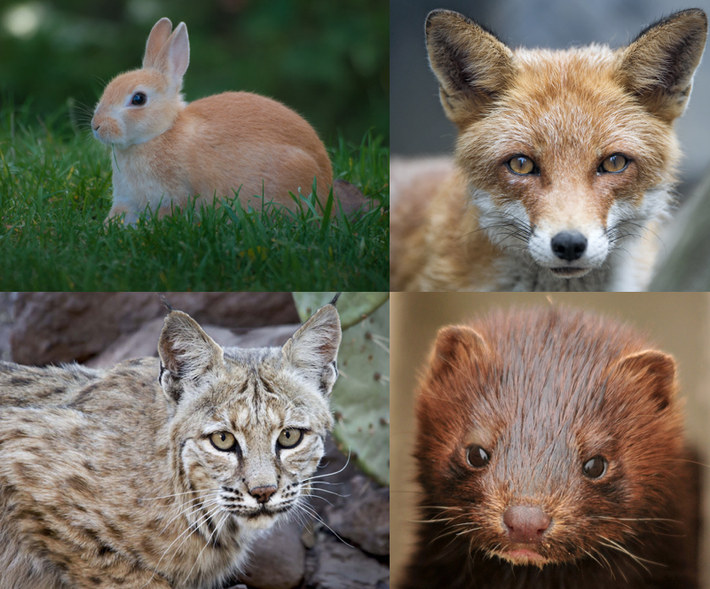 leighobryan's tweet image. Californians: Send Gov. @GavinNewsom a polite message through his site right now asking him to sign #AB1254 (bocat bill) and #AB44 (fur bill). Just select AB 44 from the drop-down menu and submit a comment and then do the same thing for AB 1254&amp;gt;&amp;gt;govapps.gov.ca.gov/gov40mail/ #FurFreeCA