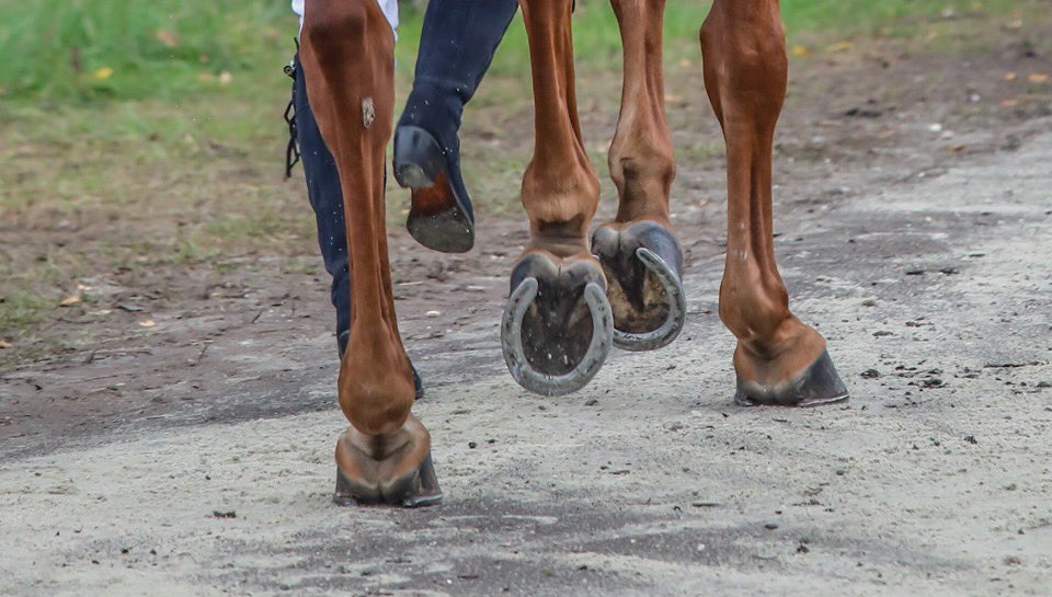 ParkfieldBreed's tweet photo. Looking fabulous @militaryboekelo @McLeodSammi & Finduss PFB
Great job by Helen Tagg #topgroom https://t.co/pbINNC8Qb4