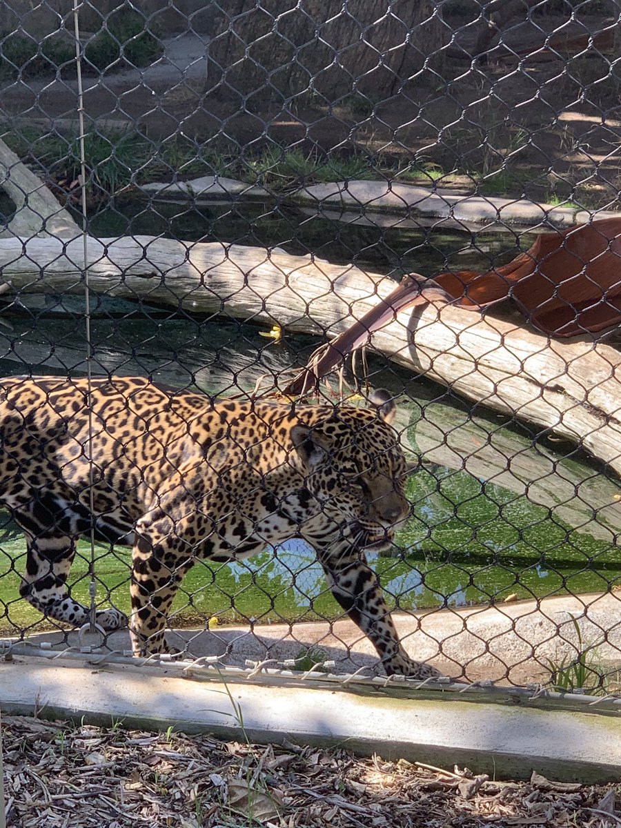 Bancroft_ESS's tweet image. We are enjoying a beautiful day at the zoo! #ESSRocks