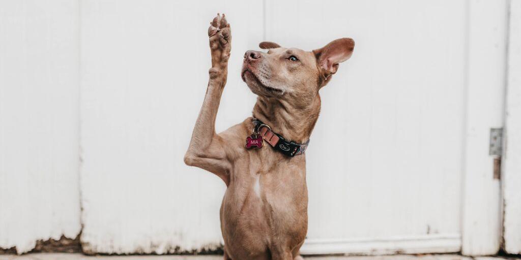 BackSideBuds's tweet photo. You’ve got questions. We’ve got answers. Back Side Buds was founded with the goal to educate and help! #backsidebuds #yyz #yyzbuzz https://t.co/NCkCWfm7Yw
