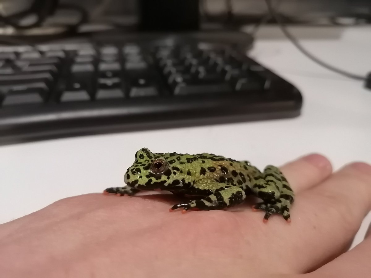 Just getting acquainted with my first batch of toads! Can't wait to be starting my own research by this time next week. Life long dream is finally comming true, no more experiments out of a book or helping convert files for someone else. This is all my own.