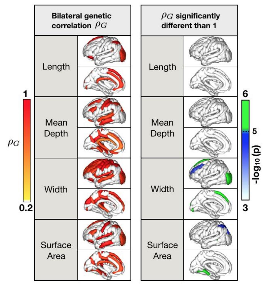New preprint! Diving deeper into human cortical structure, we first assessed the reliability, then the heritability of cortical folding metrics such as sulcal width and depth, and finally identified sulci for which we can reliably detect genetic differences across hemispheres.