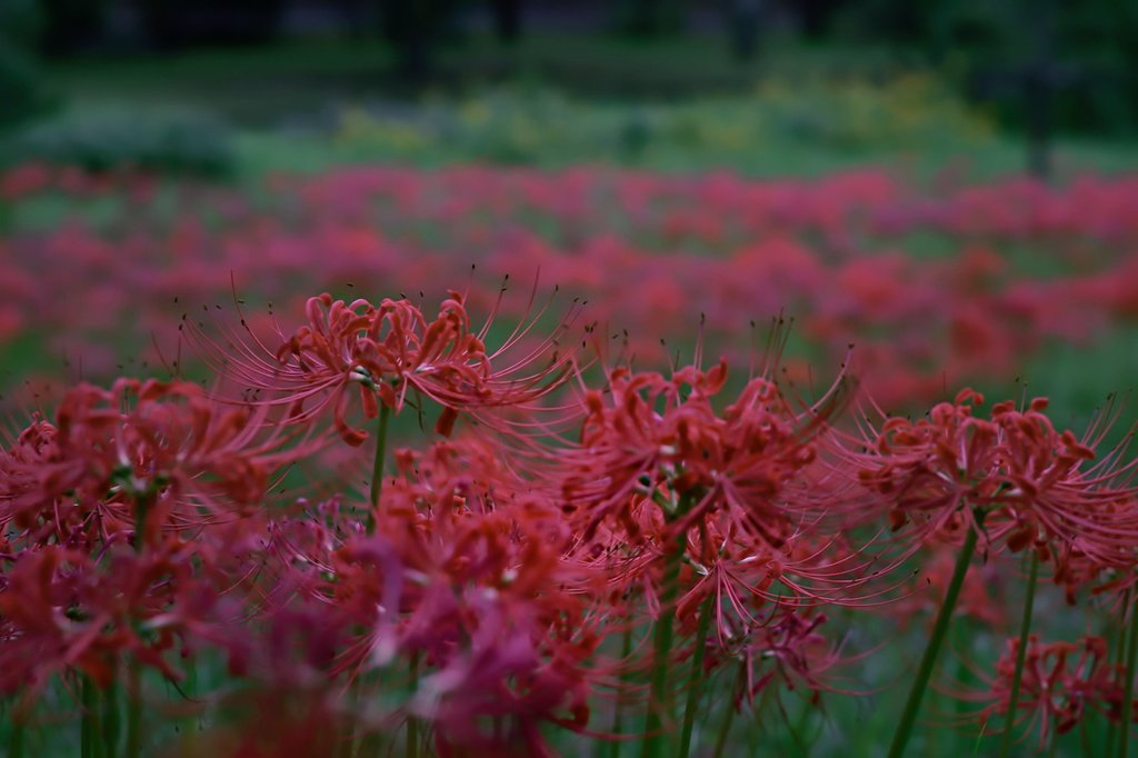 おはようございます🎵

今年最後の曼珠沙華

来年はもっと綺麗に撮れるよう日々精進です✨

今日も佳い１日を😊
#写真好きな人と繋がりたい 
#オールドレンズ
#花ふぉと
#彼岸花
#曼珠沙華