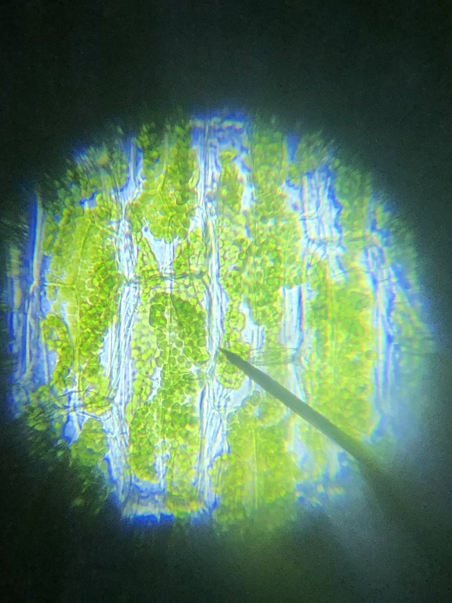 Another fun day in room 322 🔬🌿 #bshsrocks