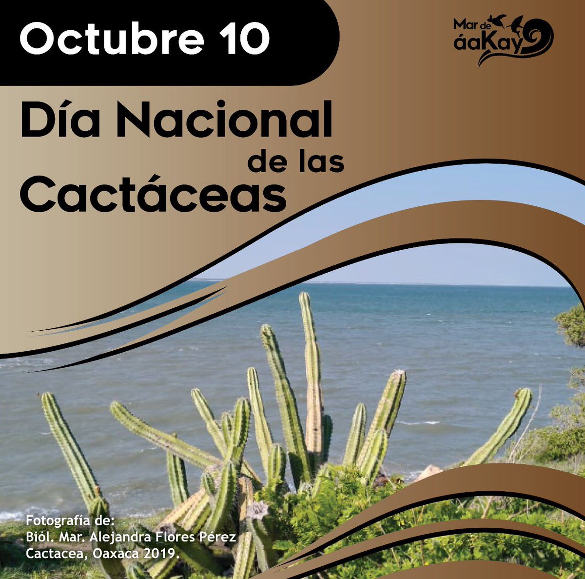 MarDeAakay's tweet photo. A nivel mundial existen 1400 especies de cactáceas, casi la mitad de ellas están en #México (669), de las cuales 518 son endémicas, algunas de ellas son parte de nuestra gastronomía.
En este #DíaNacionalDeLasCactaceas conmemoremos las raíces que tenemos. https://t.co/naCNCEyi9f