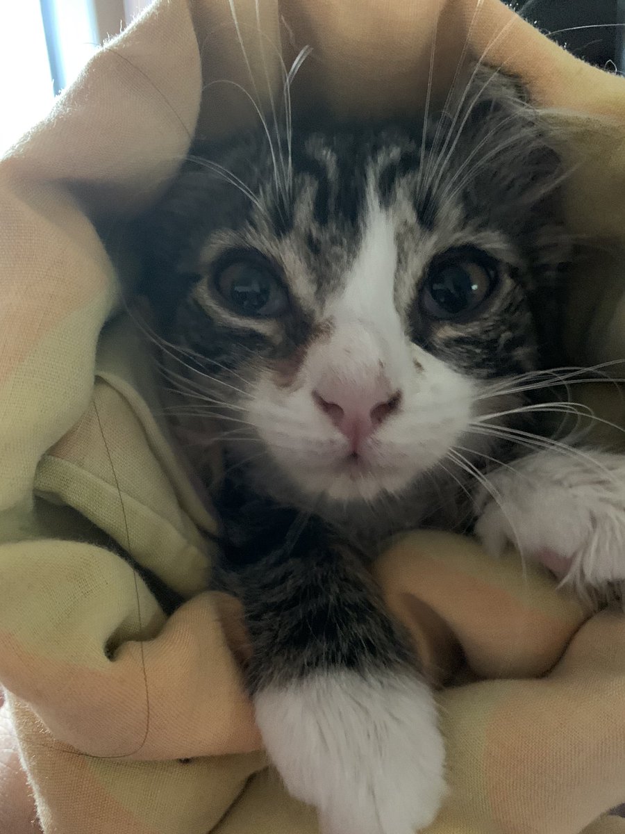 teymaniya's tweet image. Likes to shit in tomato plants #🍅 #itsafamilything #yesterdayscatch #iprefermytomatoes #sansexcrement #notsosocial #notsoferal @Tweezpian