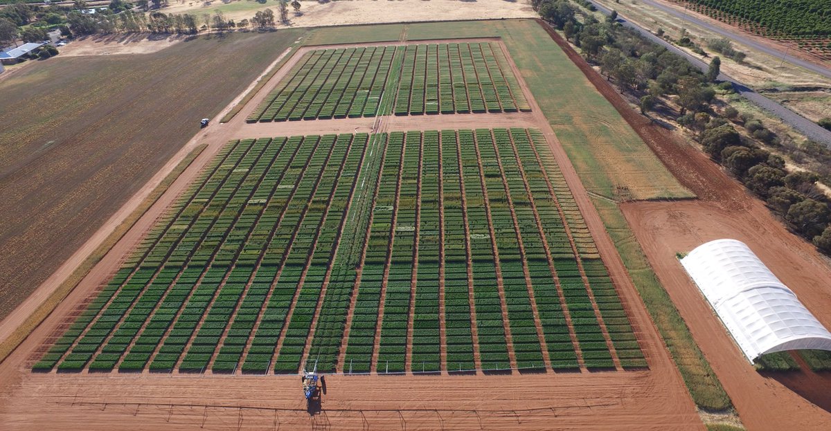 Fantastic aerial (drone) image highlighting the infrastructure and capacity with the Yanco Managed Environment Facility. Barley plots evident beginning to 'turn' with wheat it's still away off from maturing <a href="/Yanco_MEF/">Yanco MEF</a> <a href="/fish_craig/">craig whiting</a> <a href="/theGRDC/">GRDC</a> @nswdpi
