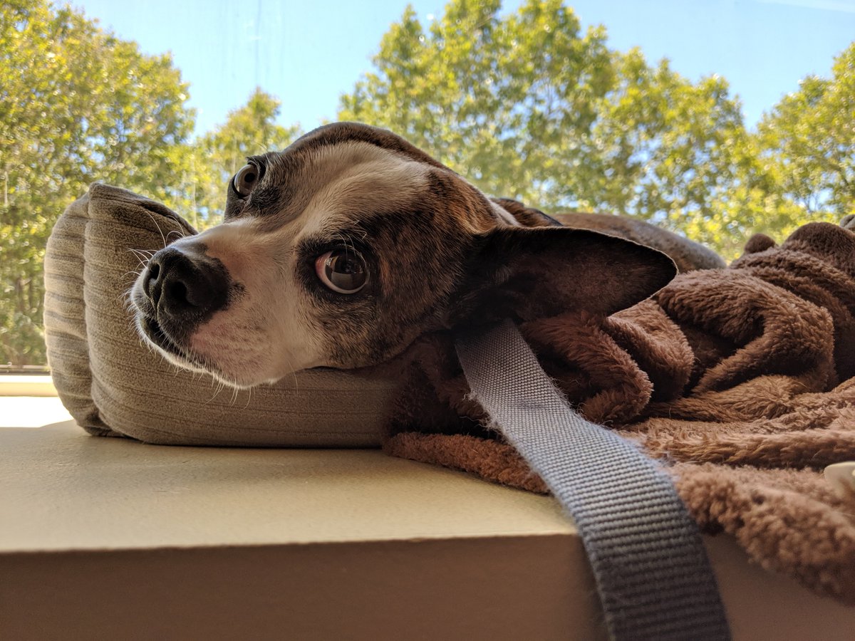 ToysForBob's tweet photo. Meet Bob! Bob is part of the animation team. He’s sometimes referred to as Steve's “Anxiety Dog” because of his wide eyed stare. He’s great at high-fives and fist-bumps, and if you leave your lap open in a meeting, he will absolutely jump in to fill it! #LifeAtTFB #devdogs https://t.co/1BN6mjlQdX