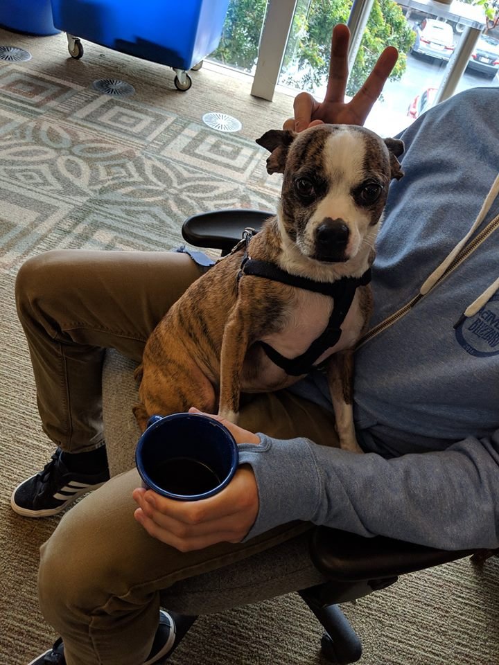 ToysForBob's tweet photo. Meet Bob! Bob is part of the animation team. He’s sometimes referred to as Steve's “Anxiety Dog” because of his wide eyed stare. He’s great at high-fives and fist-bumps, and if you leave your lap open in a meeting, he will absolutely jump in to fill it! #LifeAtTFB #devdogs https://t.co/1BN6mjlQdX