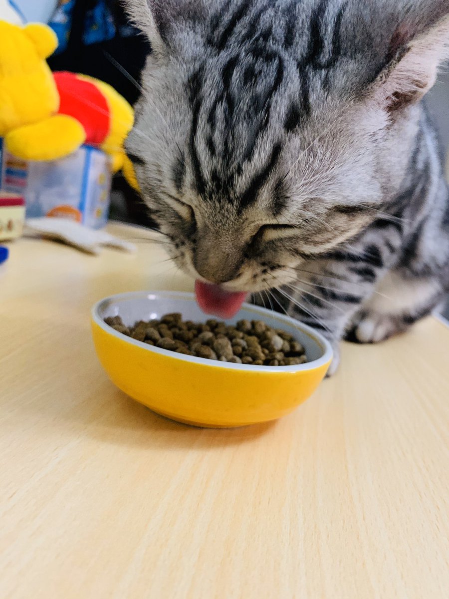 アメリカンショートヘア子猫