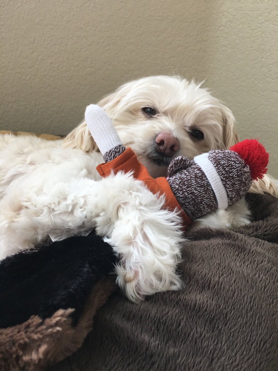 Wuhpappels's tweet photo. @dog_feelings 
@AbbyDoodie 
There nothing like a good hug from  my monkey. ❤️❤️❤️ https://t.co/I7Pje1C0P4