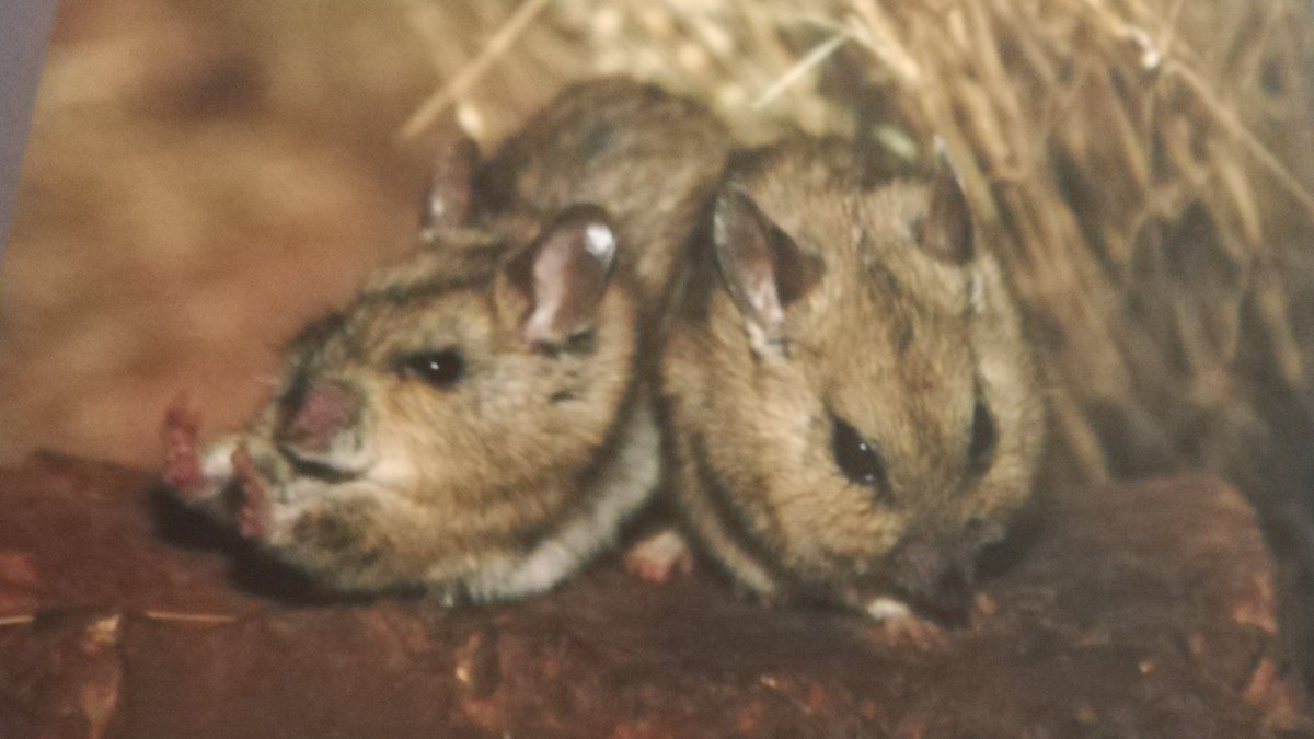 The real heroes of #2019SVP : Norbert and Selwyn, from Tiah Bampton's poster on stable isotopes and faunal responses to climate change 😍 (photo credit to Michael Barritt, naming credit to Tiah)