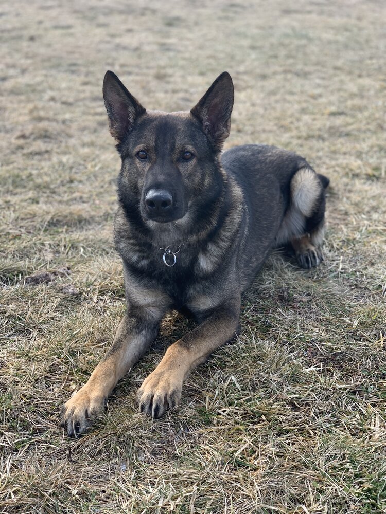 Meet K9 Narco of the Manistique Public Safety Department in Michigan. He gets dope &amp; bad guys off the street!

Narco &amp; his Dad need our help. They are in desperate need of a Hot n Pop Heat Alarm. His car currently has no safety features.

🚨Help Narco:
k9sofvalor.org/store/narco