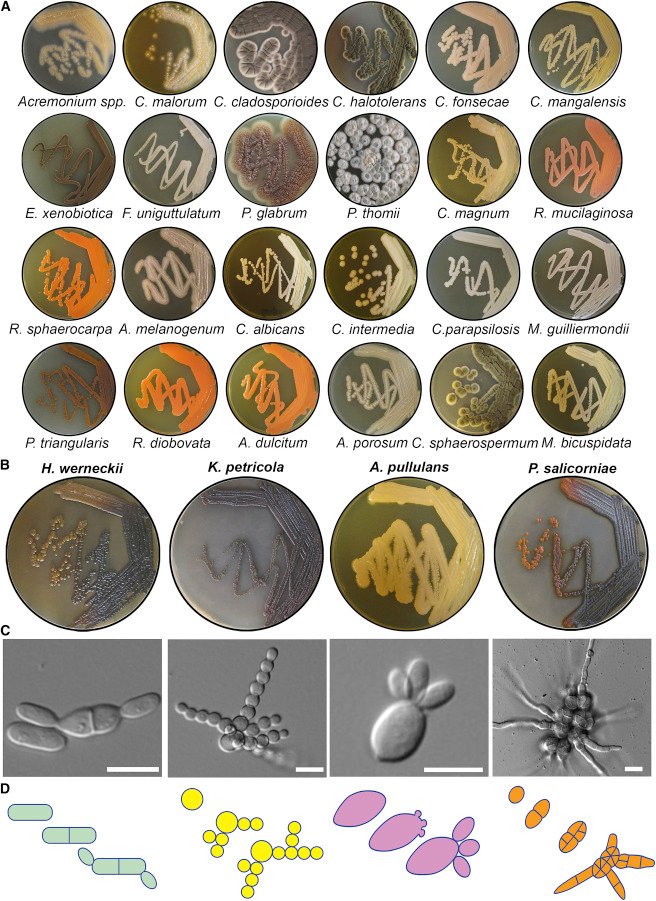 there are more #fungi in the sea...  and lots of interesting #cellbio to be discovered cell.com/current-biolog…