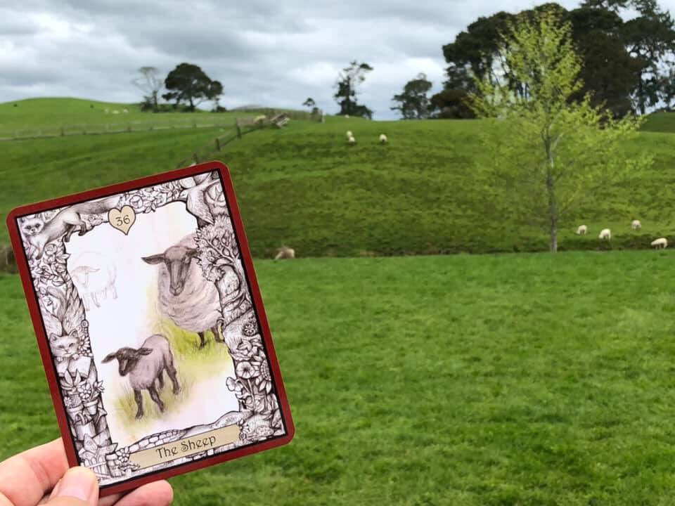 ad_publishing's tweet photo. So you can continue to share the magic of #Hobbiton with us, here’s an #oraclecard for the day, taken from ‘The Oracle of the Innocent Heart’ by Scott Alexander King and Sharon McLeod. @AnimalDreaming #sheep #oraclecards https://t.co/o3aAqQ4kDv… https://t.co/9mpGuwpbHd