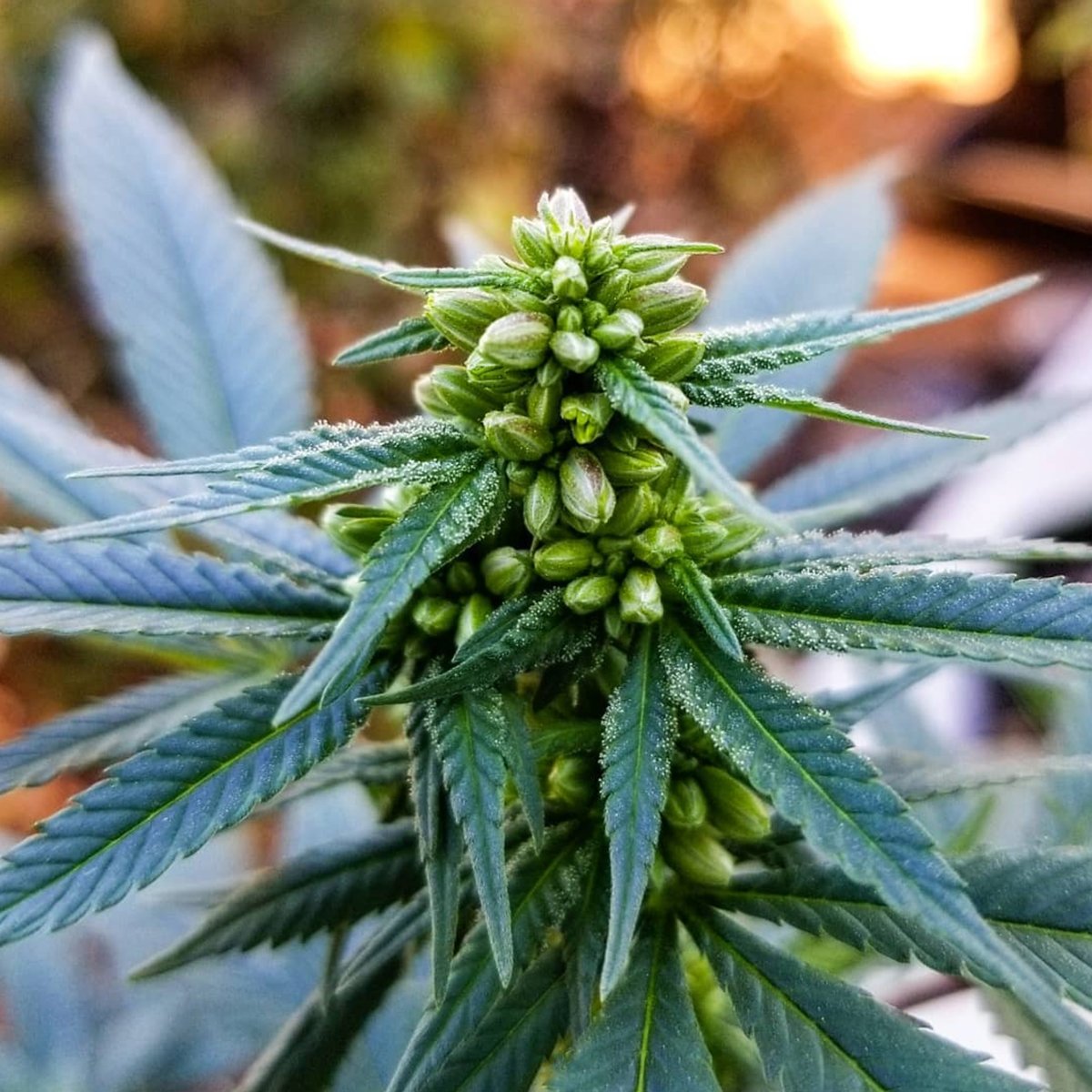 мужские растения марихуаны