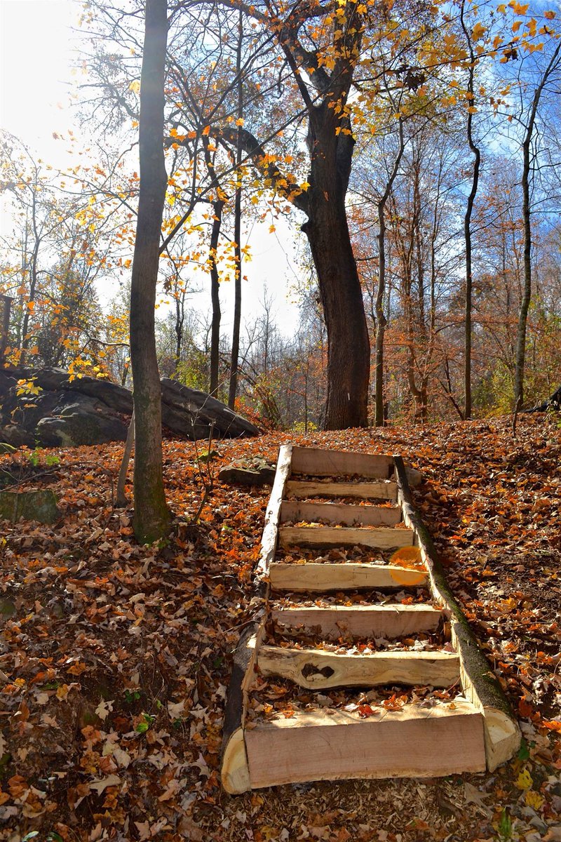 Treetop Hideaways tweet media