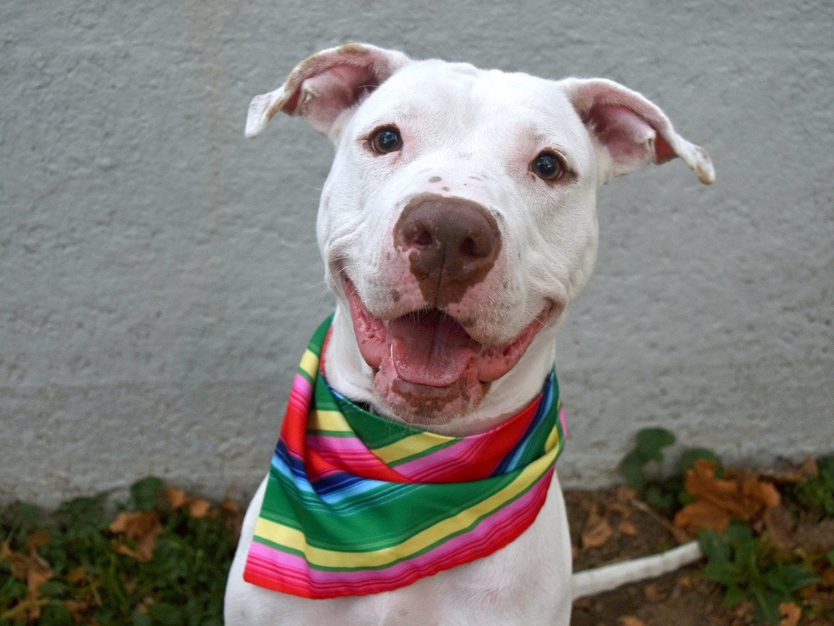 gaviota330's tweet photo. SAVE GOUDA!
ID 62313
#NYC ACC 2 KILL 10/12
CONTACT RESCUES PLS
YOUNG BOY
NEUTERED
HIGHLY SOCIAL
ENERGETIC
FRIENDLY/OUTGOING
VIDEO:
https://t.co/yyy3mowSUy
RESCUES NEED FOSTER/ADOPTER
FOSTERING FREE/TEMP
GUIDANCE:
https://t.co/wtToqFSWtV
MustlovedogsNYC@gmail.com https://t.co/IDl5vcTGj2