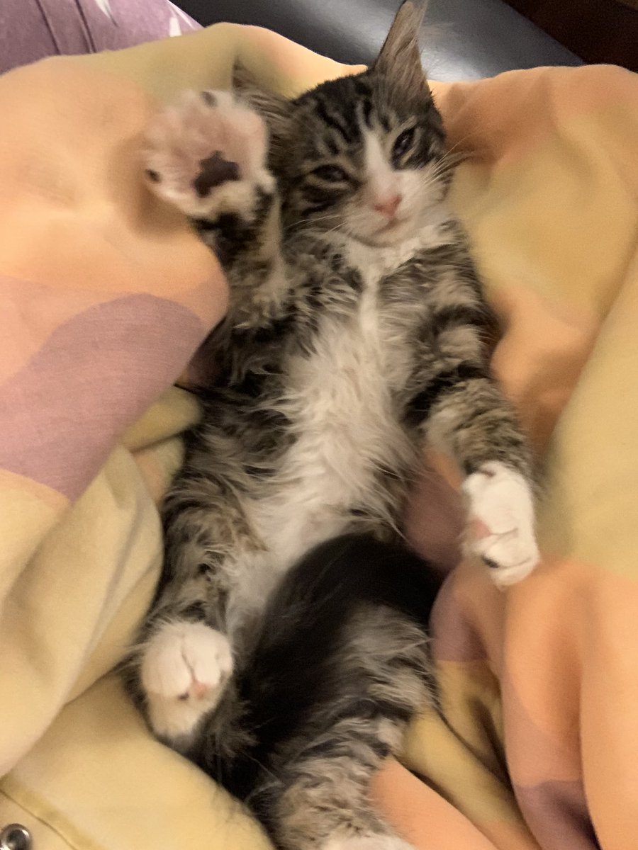 teymaniya's tweet image. Just relax, you’re doing fine.... #yesterdayscatch #norespect #fortomatoes #phish #strangedesign #notsosocial #notsoferal @tweezpian