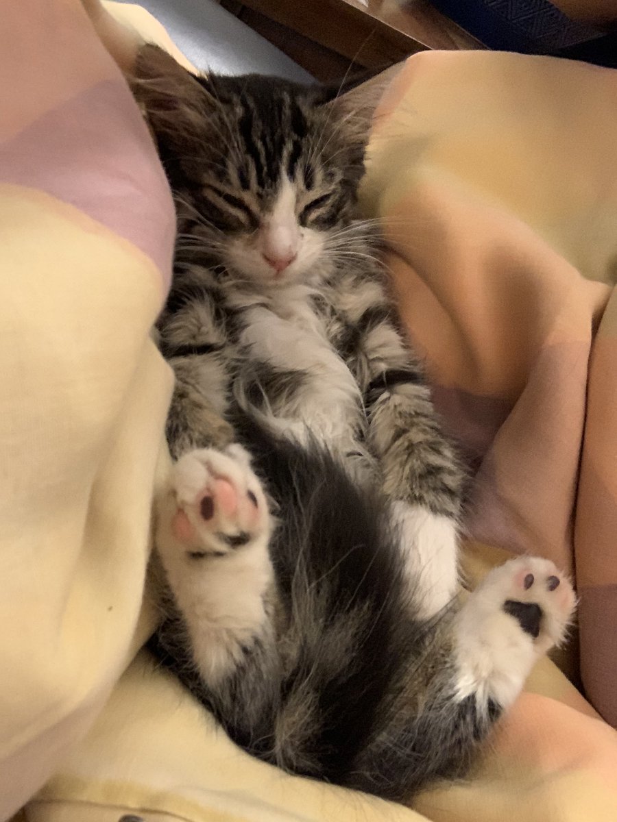 teymaniya's tweet image. Just relax, you’re doing fine.... #yesterdayscatch #norespect #fortomatoes #phish #strangedesign #notsosocial #notsoferal @tweezpian