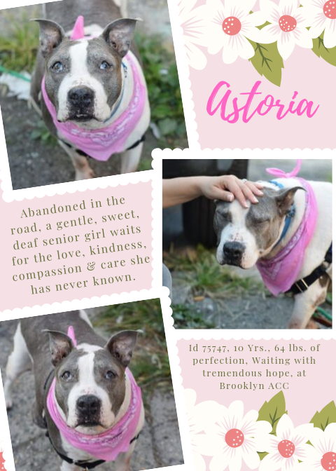 gaviota330's tweet photo. ASTORIA
ID 75747
#NYC ACC 2 KILL 10/12
SWEET LADY
NEEDS REAL VET TREATMENT
2 RESERVE:
https://t.co/PrvfvRlzf9
10 Y OLD
VIDEO:
https://t.co/F89pua5K6z
FRIENDLY
CALM
GRATEFUL 4 LOVE
FOSTER/ADOPTER NEEDED
FOSTERING FREE/TEMP
GUIDANCE
https://t.co/4zMj7JVjyN
MustlovedogsNYC@gmail.com https://t.co/a1R98agZoM