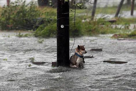 大型台風が来ると分かっているのに、犬を外に繋いだままで自分たちは避難。
