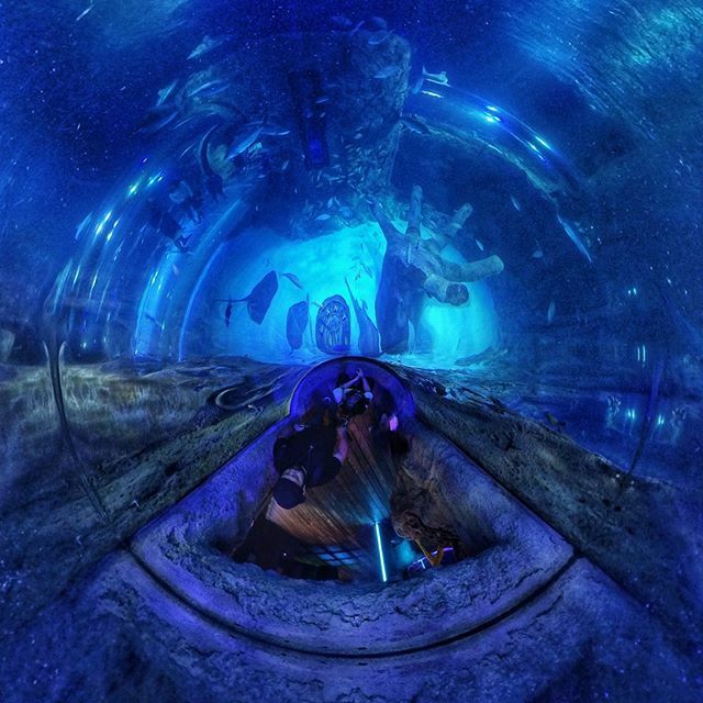 SEA LIFE Aquarium Orlando
.
.
.
#sealifeaquarium #orlando #water #aquarium #fish @_maeflower @yonksxavier12 #360camera #360photography #insta360evo #360life #lifein360 #360everyday #everyday360 #tinyplanetbuff
#tinyplanet #littleplanet #novlogtoday #tiny… ift.tt/327stsz