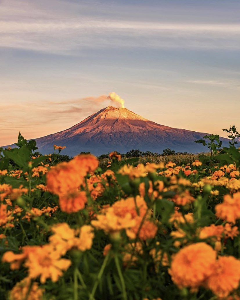 RT estado21_:

¡Hermosa postal! ¿Listos para Día de muertos? 😍🧡

📸: pedro_berruecos 

#Puebla #Cempasúchil  Vía #webcamsdemexico #PueblaEsMexico
